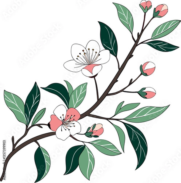 Obraz cherry blossom without background