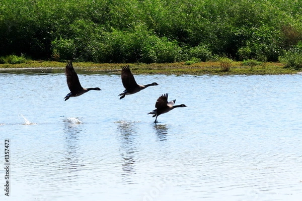 Obraz the takeoff - 2