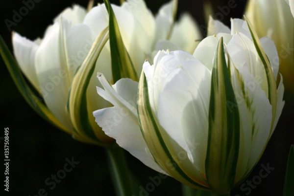 Obraz Sunny day in april. Delightful flowers of a tulip of a grade of Exotic Emperor.White on a dark background.
