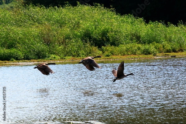 Obraz the takeoff - 5