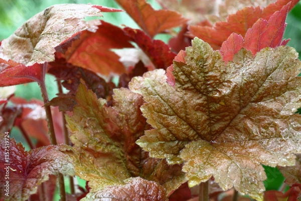 Obraz Spring rainy morning. Heuchera of a grade Southern Comfort.Wet large leaves of different tones.