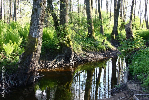 Fototapeta Solar spring evening. Fragment of the small river Nevda. Wild alder forest around. Trees with the bared roots ashore. Water cleared roots of the soil.