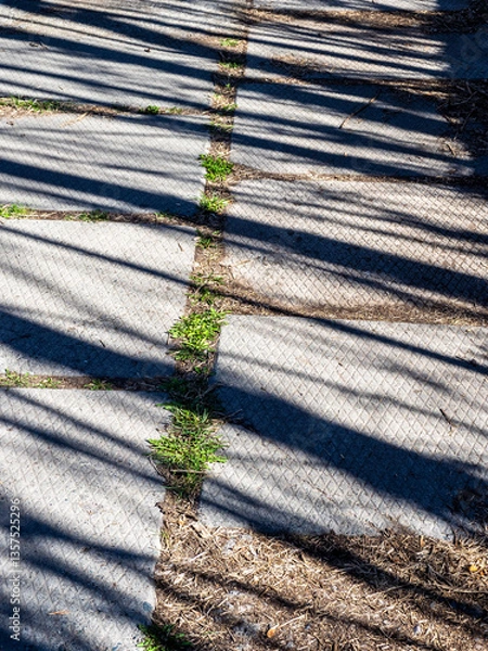 Fototapeta shadows of tree trunks on concrete slab walkway