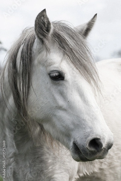 Obraz White Horse Head