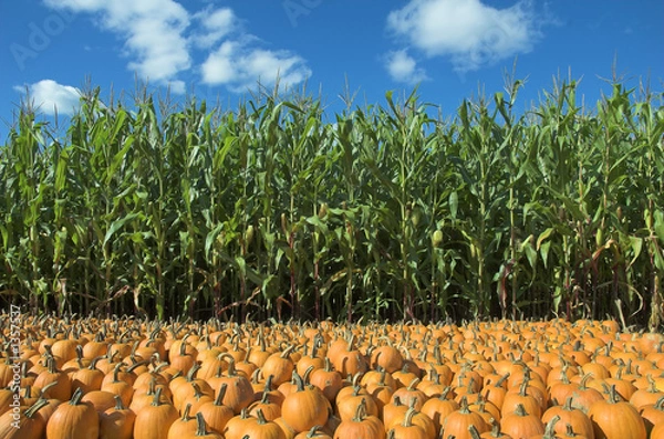 Obraz pole kukurydzy i dyni