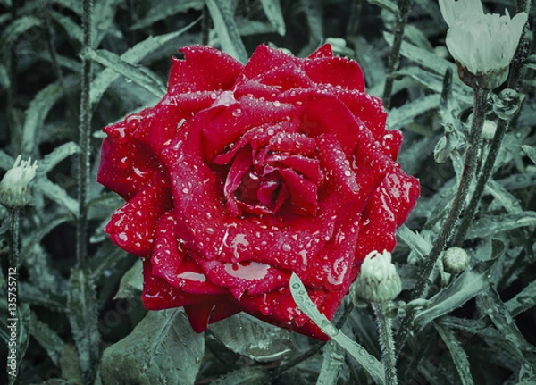 Fototapeta Red rose with raindrops