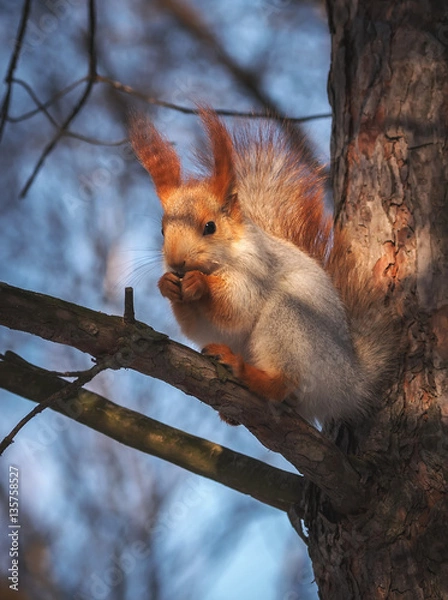 Fototapeta squirrel on a pine tree eats a nut. wild animals.
