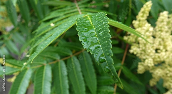 Obraz Plant Staghorn sumac, downy sumac, vinegar tree, short-haired sumac