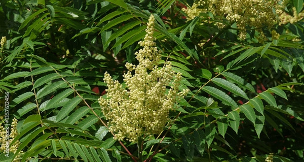 Obraz Plant Staghorn sumac, downy sumac, vinegar tree, short-haired sumac