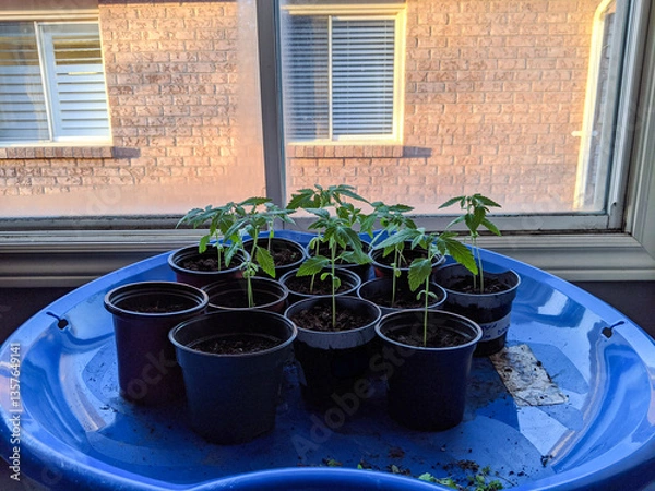 Fototapeta A close-up of small pots filled with young Marijuana seedlings emerging from the soil, sit in a tray by a window. Conveying early gardening and getting a head start on seedlings in cold climates.