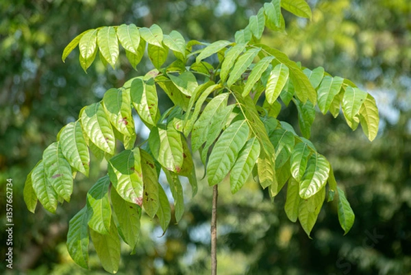Obraz Honduran mahogany leaves Swietenia macrophylla with glossy green texture.