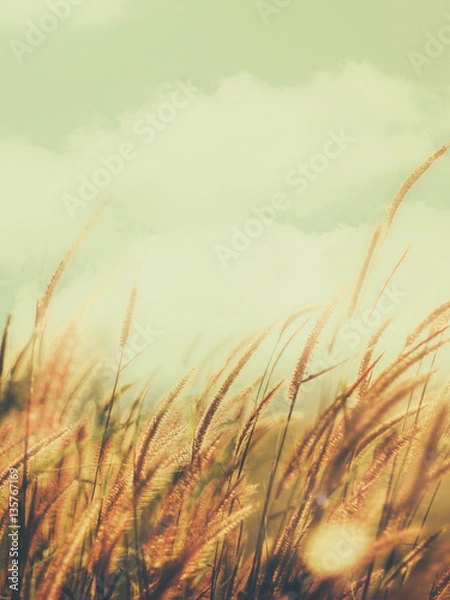 Obraz Fountain Grass Plants