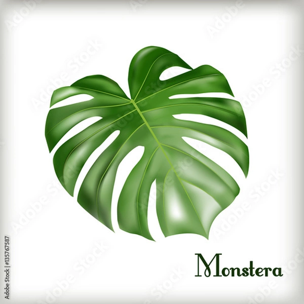 Fototapeta Tropical Leaf Monstera