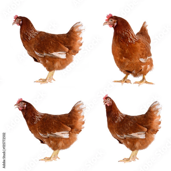 Obraz Hen eggs isolated on white background.