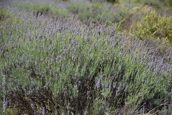 Obraz Campo de lavanda
