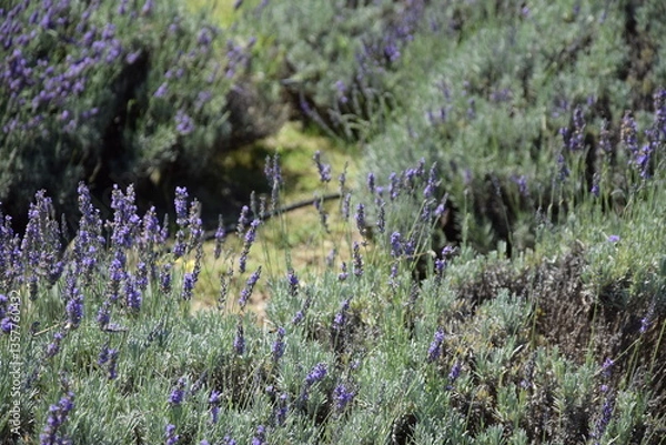 Obraz Campo de lavanda