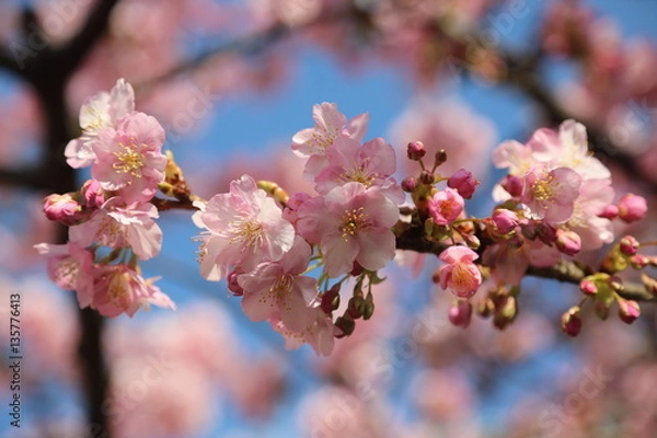 Fototapeta 桜の花