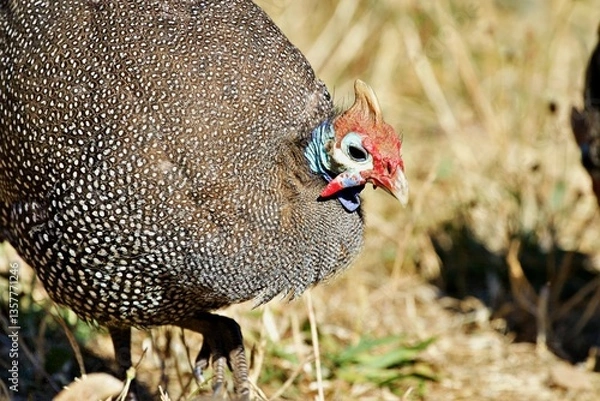 Obraz Nahaufnahme Perlhuhn