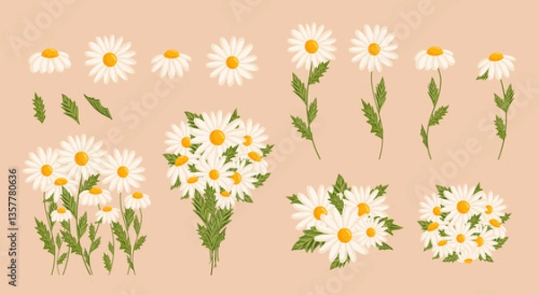 Fototapeta Chamomile flowers set. Floral plants with white petals. Botanical vector illustration on isolated background.