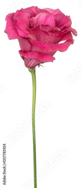 Obraz eustoma flower isolated
