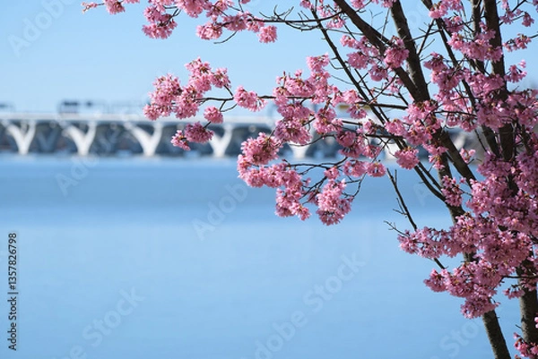 Fototapeta Cherry blossoms blooming in front of a bridge