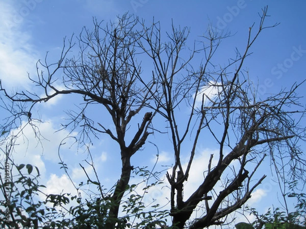 Obraz dead trees , blue sky background