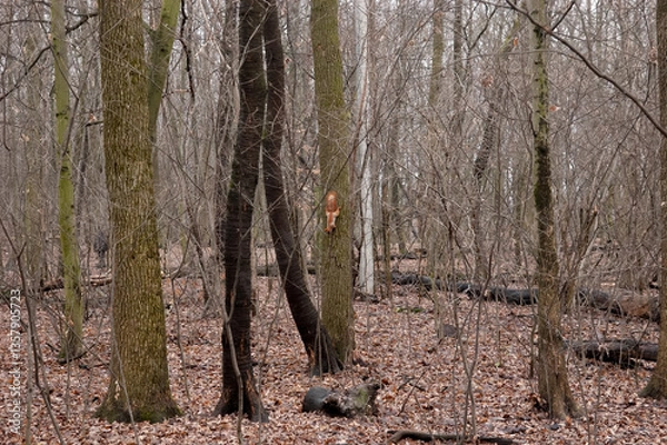 Fototapeta red squirrel playing in the fall forest.