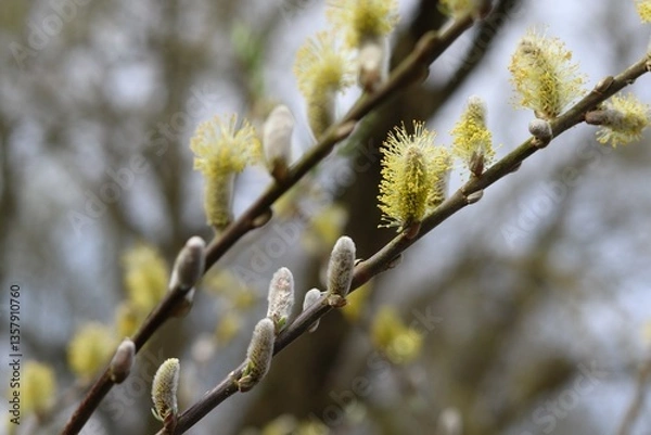 Obraz Flowering willow tree in spring