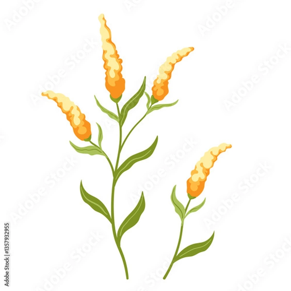 Fototapeta Meadow yellow mimosa flowers. A vibrant illustration of yellow and orange Celosia flowers with lush green leaves, isolated on a white background. This elegant botanical vector is perfect for floral