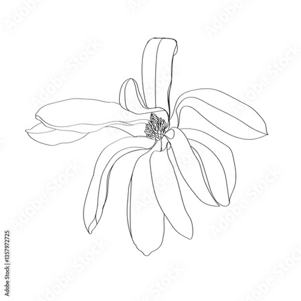 Fototapeta black and white line illustration of magnolia flower on a white background