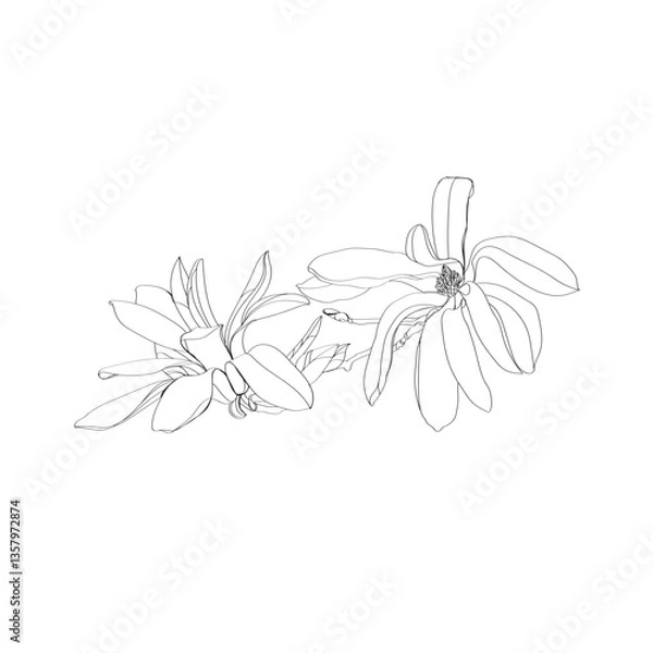 Fototapeta black and white line illustration of magnolia flower on a white background