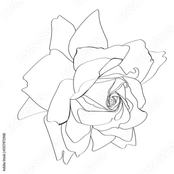 Fototapeta rose on white background