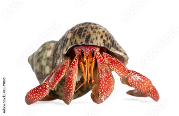 Obraz Hermit Crab - Coenobita