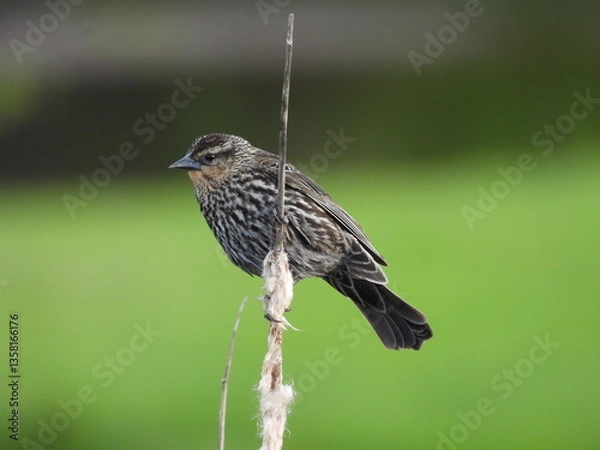 Fototapeta A female, red-winged blackbird, perched on a reed within the Davis Riverfront Park, Tucker County, West Virginia.