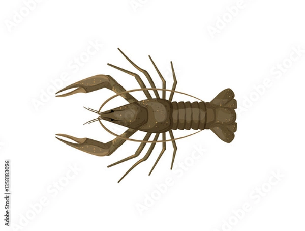 Fototapeta Vector illustration of a brown lobster with large claws.
