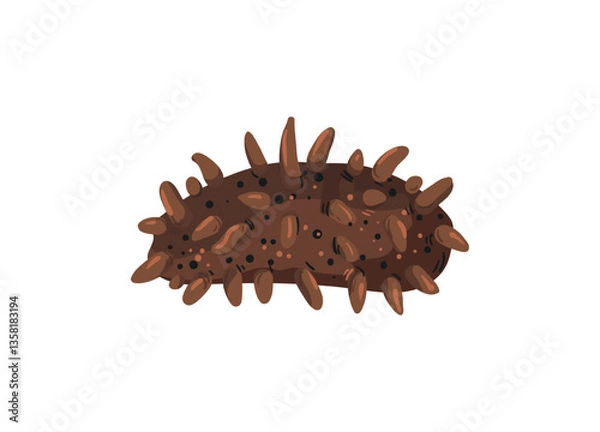Fototapeta Vector illustration of a brown sea cucumber.