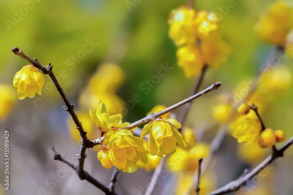 Fototapeta ロウバイ　