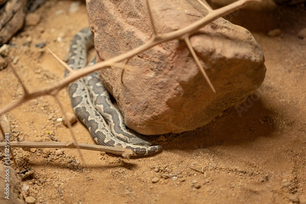 Fototapeta A resting spotted boa constrictor near a stone.
