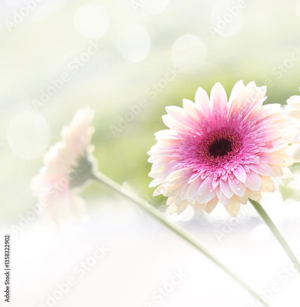 Obraz A pink flower in a square presentation with a blurred bokeh background and plenty of room at the top and bottom for text.