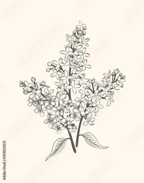 Fototapeta Lilac. Vintage poster with a bouquet of lilacs. Vector floral illustration. Blue color.