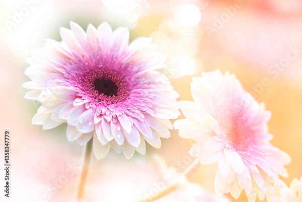 Obraz A beautiful abstract image of a pink flower with a blurred bokeh background.  A landscape horizontal presentation.