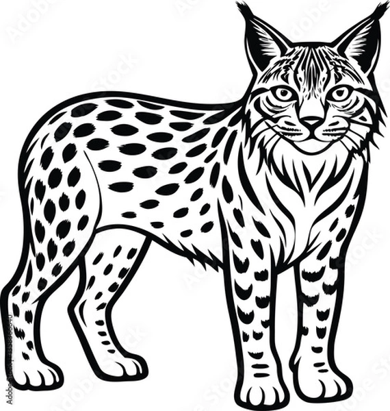 Fototapeta silhouettes of  bobcat, wildcat bobcat line art silhouette vector illustration