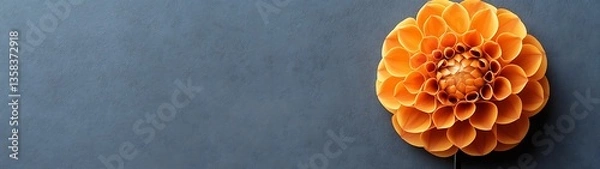 Fototapeta An orange dahlia flower against a simple and textured background