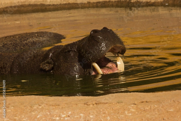 Obraz The Common hippopotamus (Hippopotamus amphibius).