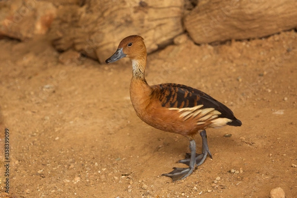 Fototapeta The fulvous whistling duck, fulvous tree duck (Dendrocygna bicolor).