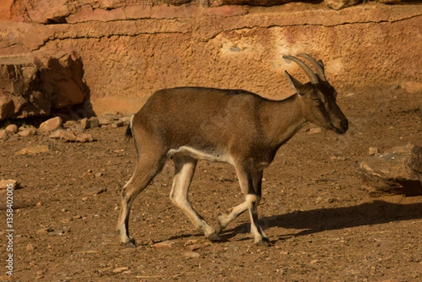 Obraz The kri-kri, Cretan goat, Agrimi, or Cretan Ibex (Capra hircus cretica), female.