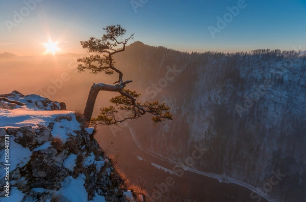 Obraz Dwarf pine tree on Sokolica peak, Pieniny mountains, Poland,