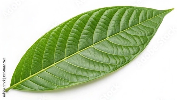 Obraz Single Green Leaf White Background
