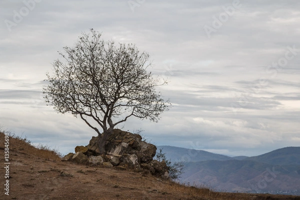Obraz A tree near Jvari monastery, Georgia