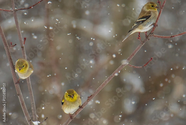 Fototapeta Goldfinches in snow on branch